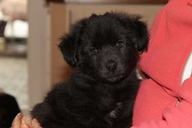 Welpe, Berger des Pyrénées, reinrassig, Hütehund